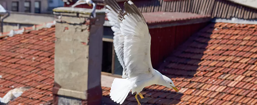 Residential Chimney Animal Removal Solution in Garden City, NY