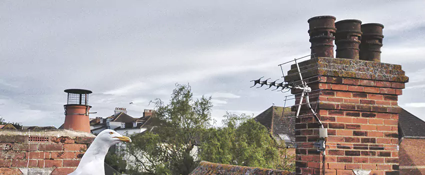 Chimney Cleaning And Restoration in Garden City, New York